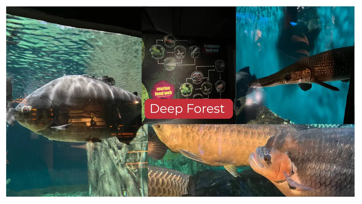 Aquaira KLCC Deep forest